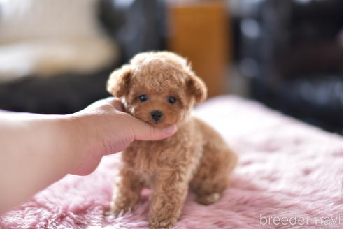 成約済の茨城県のティーカッププードル-153480