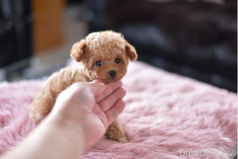 成約済の茨城県のティーカッププードル-153480の5枚目