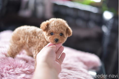 成約済の茨城県のティーカッププードル-153480の4枚目