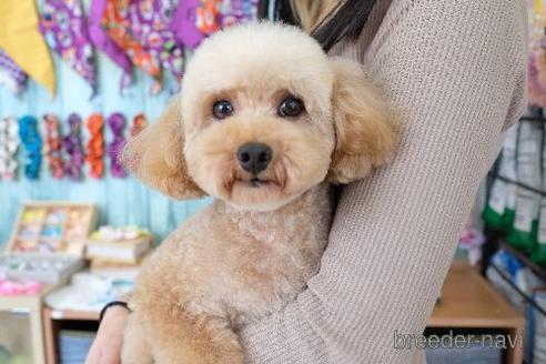 成約済の滋賀県のトイプードル-154125の1枚目