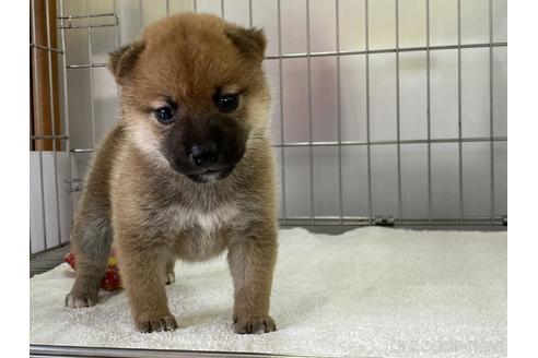 成約済の岡山県の柴犬-154141の9枚目