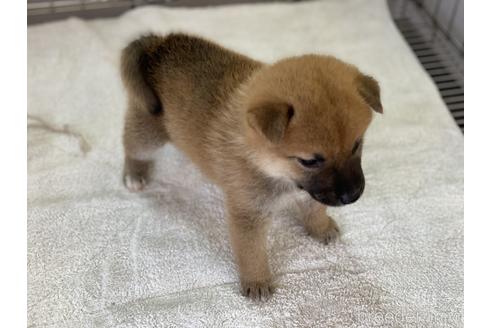 成約済の岡山県の柴犬-154141の8枚目