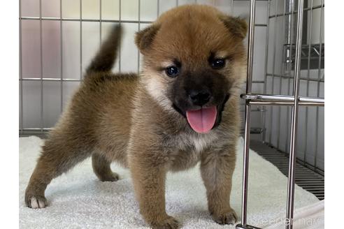 成約済の岡山県の柴犬-154141の7枚目