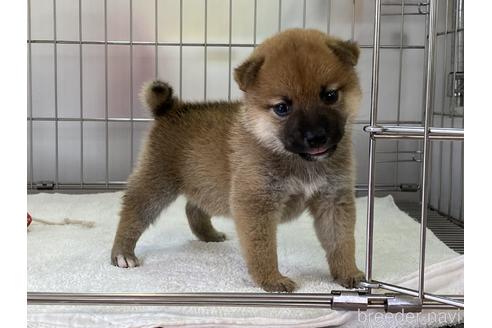 成約済の岡山県の柴犬-154141の6枚目