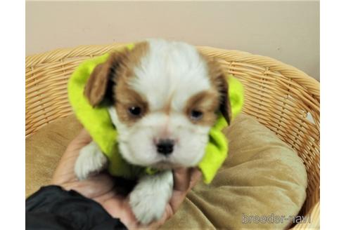 成約済の埼玉県のキャバリアキングチャールズスパニエル-154153の1枚目