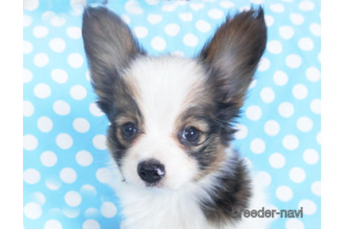 成約済の千葉県のパピヨン-151417の1枚目