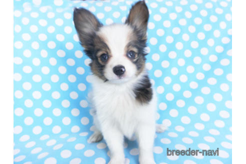 成約済の千葉県のパピヨン-151417の4枚目