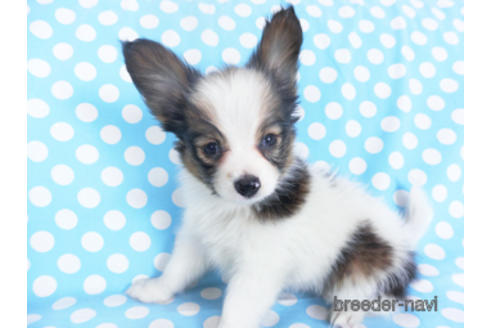 成約済の千葉県のパピヨン-151417の3枚目