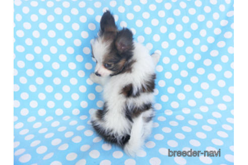 成約済の千葉県のパピヨン-151417の2枚目