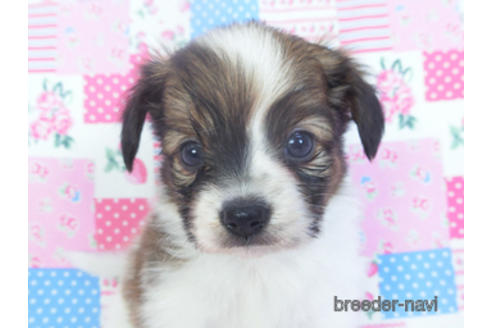 成約済の千葉県のパピヨン-151869の1枚目