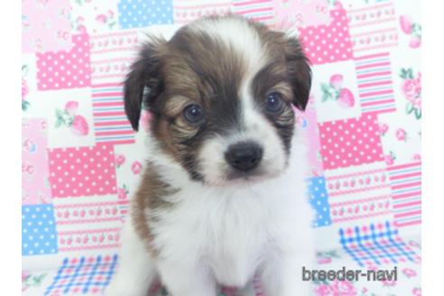 成約済の千葉県のパピヨン-151869の4枚目