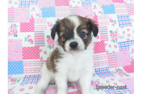 成約済の千葉県のパピヨン-151869の3枚目