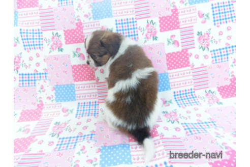 成約済の千葉県のパピヨン-151869の2枚目