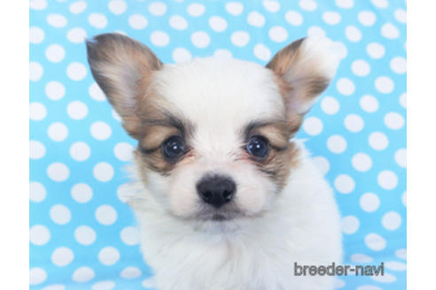 成約済の千葉県のパピヨン-152761