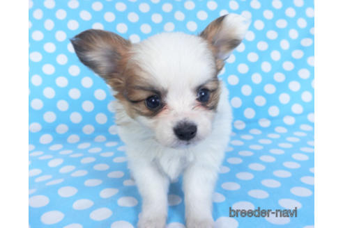 成約済の千葉県のパピヨン-152761の4枚目