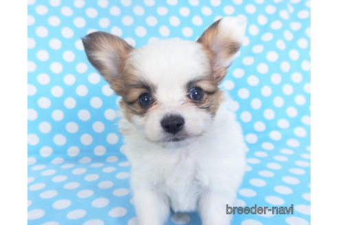 成約済の千葉県のパピヨン-152761の3枚目