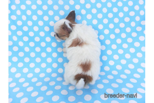 成約済の千葉県のパピヨン-152761の2枚目