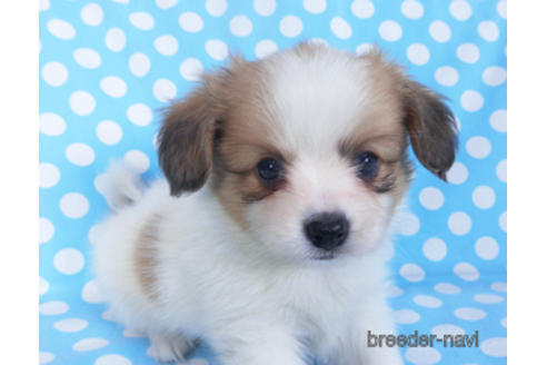 成約済の千葉県のパピヨン-152760の1枚目