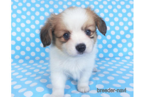 成約済の千葉県のパピヨン-152760の4枚目