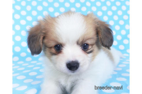 成約済の千葉県のパピヨン-152760の3枚目