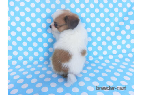 成約済の千葉県のパピヨン-152760の2枚目