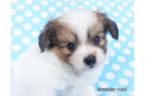 成約済の千葉県のパピヨン-152759の4枚目