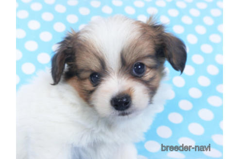 成約済の千葉県のパピヨン-152759の1枚目