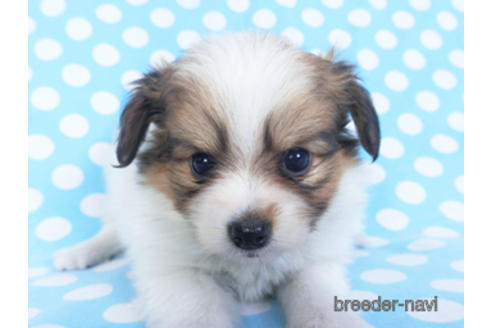 成約済の千葉県のパピヨン-152759の3枚目