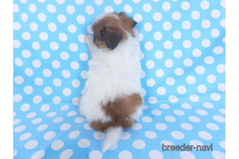 成約済の千葉県のパピヨン-152759の2枚目