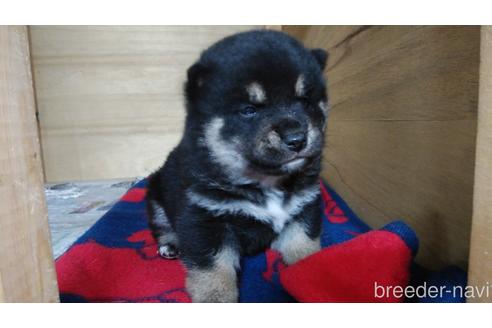 成約済の岡山県の柴犬-153627の1枚目