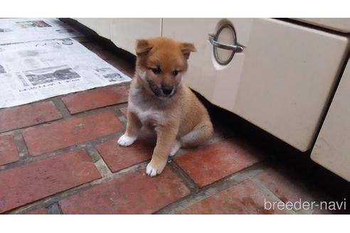 成約済の岡山県の柴犬-154220の1枚目