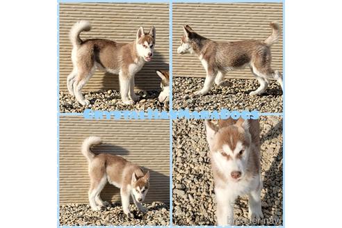 成約済の北海道のシベリアンハスキー-151203の2枚目
