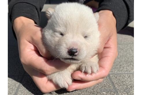 成約済の長崎県の柴犬-154255の1枚目