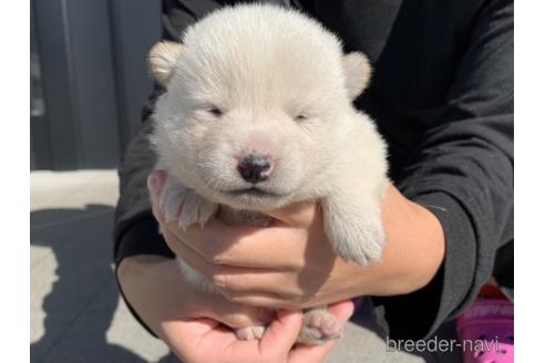 成約済の長崎県の柴犬-154255の5枚目