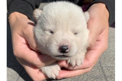 成約済の長崎県の柴犬-154255の3枚目