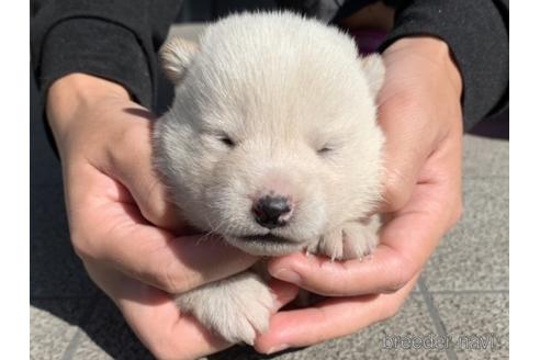 成約済の長崎県の柴犬-154255の2枚目