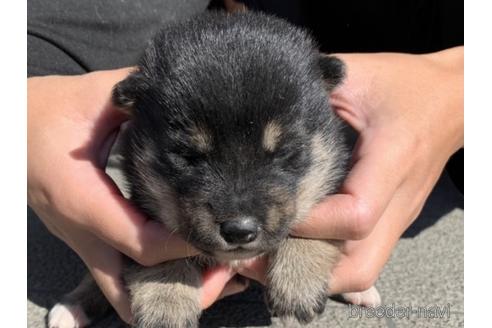 成約済の長崎県の柴犬-154266の1枚目