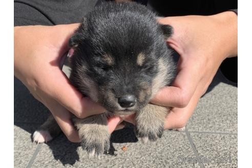 成約済の長崎県の柴犬-154266の3枚目