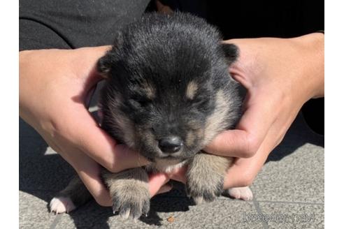 成約済の長崎県の柴犬-154266の2枚目