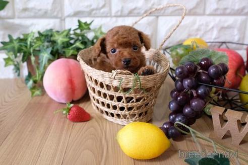 成約済の滋賀県のトイプードル-154269