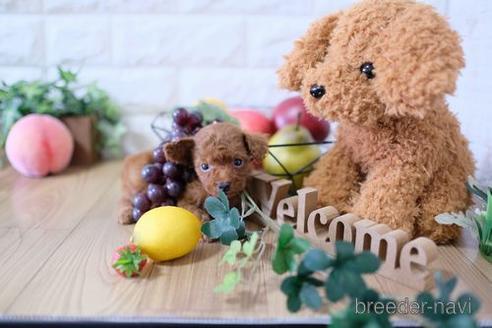 成約済の滋賀県のトイプードル-154269の3枚目