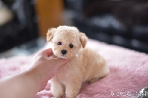 成約済の茨城県のタイニープードル-154279
