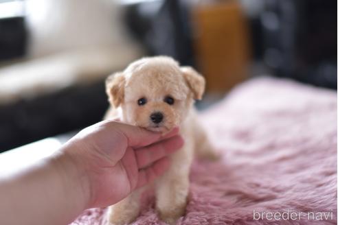 成約済の茨城県のタイニープードル-154279の6枚目
