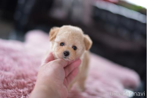 成約済の茨城県のタイニープードル-154279の5枚目