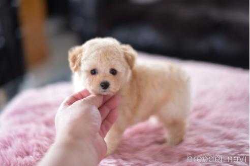 成約済の茨城県のタイニープードル-154279の4枚目