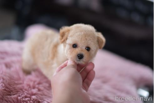 成約済の茨城県のタイニープードル-154279の3枚目