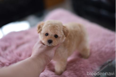 成約済の茨城県のタイニープードル-154279の2枚目