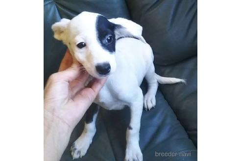 成約済の岐阜県のミックス犬-154281の1枚目