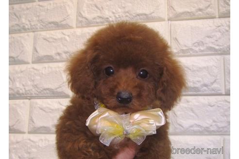 成約済の茨城県のトイプードル-154287の5枚目