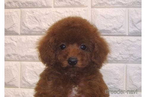 成約済の茨城県のトイプードル-154287の4枚目